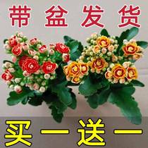 【稀有长寿花】金狐狸盆栽大花重瓣四季开花带花苞室内外花卉直销
