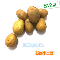 新鲜蔬菜 小土豆 黄皮土豆 500g 迷你土豆 江浙沪皖5件包邮