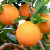 湖南脐橙新鲜橙子新鲜5斤大果应当季水果手剥冰糖甜橙脐橙9湘西