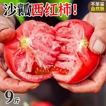 露天沙瓤水果西红柿9斤新鲜农家番茄当季生吃蔬菜普罗旺斯自然熟