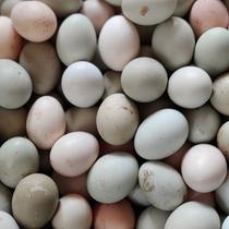 农家本地土鸡蛋绿皮鸡蛋30枚五谷喂养林间散养笨鸡蛋