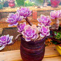 紫珍珠红心莲多肉植物室内组合小花卉四季盆栽套餐办公桌新款绿植