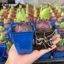 耐旱大花带花苞风信子种球盆栽水养水培瓶土培大球带芽带根易种活