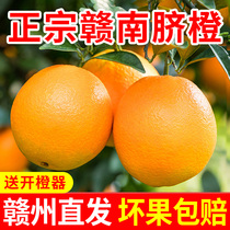 江西赣南脐橙纸箱10斤装新鲜橙子当季水果正宗赣州甜橙手剥果冻橙