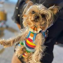 约克夏狗狗专用背包外出便携遛狗包出门出行胸前四脚小型幼犬小体