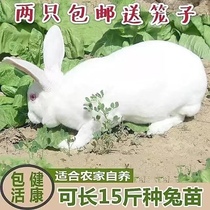 兔子活物公母一对活体宠物家兔活兔肉兔子苗巨型兔子苗家养幼兔苗