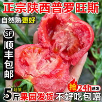 陕西泾阳普罗旺斯西红柿孕妇水果5斤沙瓤自然熟新鲜生吃蔬菜番茄