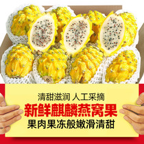 海南麒麟燕窝果5斤当季新鲜黄皮白心火龙果热带特产水果整箱包邮