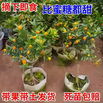 脆皮金桔树苗带果盆栽可食用金橘桔子苗阳台庭院四季结果耐寒植物