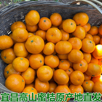 现货青皮橘子早熟新鲜蜜桔子应季孕妇水果柑橘蜜橘酸爽多汁包邮