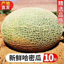 新鲜哈密瓜10斤当季新鲜水果现摘网纹孕妇即食新疆西州蜜瓜包邮