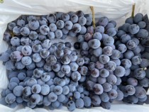 沈阳发货新疆野生蓝莓葡萄纯甜小粒新鲜水果满满花青素辽宁包邮