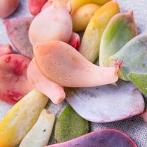 多肉植物叶片种子福包韩国进口贵货趣味叶插桃蛋女王麦秆套餐包邮