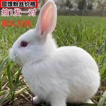 兔子活物新西兰白兔家养兔公母一对幼仔大型肉兔可繁殖兔活苗批发