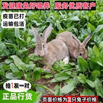 兔子活物家养兔公母一对幼仔比利时大型肉兔可繁殖食用兔活苗包邮