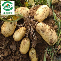 重庆巫溪热销高山新鲜农家肥自种土豆马铃薯洋芋现挖黄皮小土豆