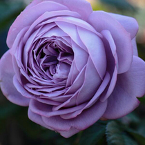 微蓝 月季花苗特大花浓香开花紫蓝色玫瑰花室内阳台四季盆栽花卉