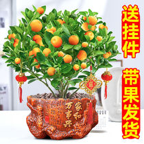 四季金桔盆栽橘子树带果发货室内外客厅招财植物阳台盆景