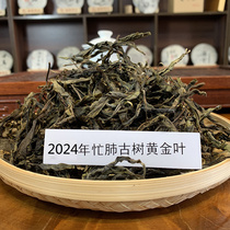 预售2024年春茶永德忙肺古树普洱茶生茶散茶黄金叶老黄片散装500g