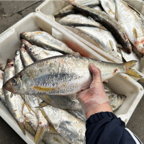 舟山白力鱼鲙鱼鳓鱼白磷鱼ye生新鲜勒鱼1条8两-1斤/ 1斤上 冷冻发