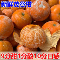 正宗广西武鸣茂谷柑脏脏柑新鲜当季水果5/9斤