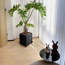 龙鳞春羽老桩大型室内客厅好养绿植吸甲醛办公室盆栽观叶阳台植物