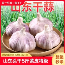 山东大蒜头干蒜5斤紫皮特级种籽商用新鲜蒜瓣10斤蒜种子大祘头籽