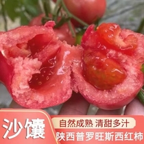 陕西正宗普罗旺斯西红柿应季新鲜番茄自然熟沙瓤爆汁生吃蔬菜大果