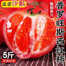 普罗旺斯西红柿正宗山东沙瓤大番茄自然熟即食3-5斤装非铁皮柿子