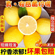四川真安岳黄柠檬当季新鲜水果精选薄皮香水柠檬生鲜亮袋多汁甄选