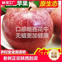 秦冠苹果可脆可粉面沙甜当季新鲜水果宝宝辅食一件批发10斤
