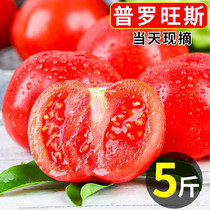 正宗自然熟普罗旺斯西红柿5斤新鲜生吃水果山东露天沙瓤大番茄3