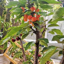 正宗车厘子樱桃嫁接果树一颗多品种 南北方种植盆栽地栽当年结果