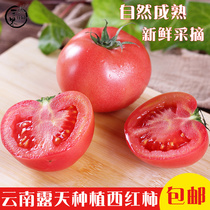 云南露天沙瓤西红柿自然熟有籽现摘5斤普罗旺斯番茄新鲜蔬菜生吃