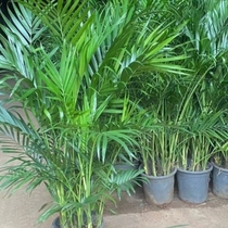 客厅袖珍椰子树净化椰室内加湿器绿植空气盆栽富贵散尾葵大型天然