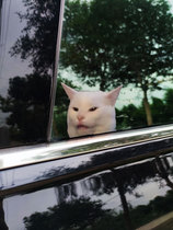 迷因MEME搞笑猫猫猫咪搞笑玻璃车窗车贴机箱 多用防水防晒贴纸