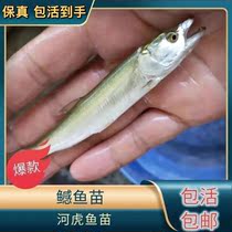 【新款】鳡鱼小型凶猛鱼淡水水老虎冷水鱼吃小鱼的鱼老虎鱼鱼
