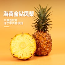 【百果园店】海南金钻凤梨新鲜现摘自然熟当季水果整箱手撕菠萝