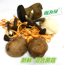 新鲜混合菌菇 煲汤炒菜调味 黑牛肝 鸡枞菌 虫草花 香菇 猴头菇