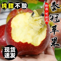 陕西秦冠苹果新鲜水果粉面沙甜糯宝宝刮果泥婴儿老年人吃新鲜苹果