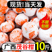 广西武鸣茂谷柑9斤新鲜大果石灰脏脏柑橘当季水果橘子整箱包邮10