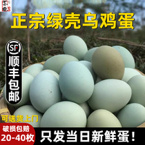 苏北绿壳乌鸡蛋土鸡蛋绿皮新鲜谷物正宗40枚农家散养农村虫草鸡蛋