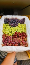 新疆葡萄新鲜当季水果三色吐鲁番无核白无籽提子三色葡萄整箱顺丰