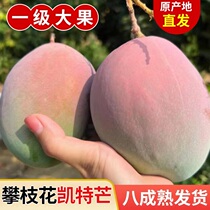 【果客】四川攀枝花·凯特芒果·当季新鲜水果青皮大芒果一年一季