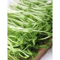新鲜蔬菜豌豆苗碗豆尖豌豆芽苗菜500g一份两包一包250g绿色农家
