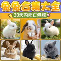 兔子活物侏儒兔凤眼海棠小型茶杯兔活苗迷你儿童宠物兔垂耳兔活体