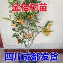 脆皮金桔地栽盆栽可食用带果带土发货南北方种植阳台庭院橘子树苗