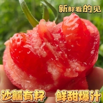 普罗旺斯水果西红柿生吃沙瓤小番茄爆汁新鲜自然熟蔬菜草莓柿子
