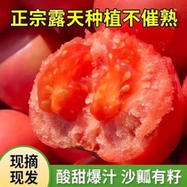 山西普罗旺斯西红柿生吃自然熟沙瓤大番茄柿子3/5斤装整箱即食