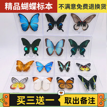 蝶仙子蝴蝶标本摆件真蝴蝶昆虫标本展翅学生创意生日礼品透明盒装